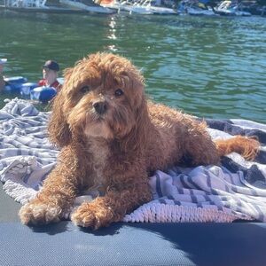 Meet your Posher, Phoebe